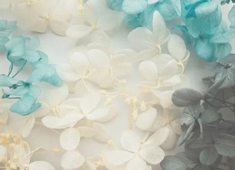 Flowers composition. Pattern made of hydrangea flowers different colors on wh Foto stock