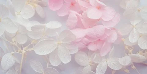 Flowers composition. Pattern made of hydrangea flowers different colors on wh Stock Photos