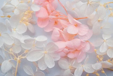Flowers composition. Pattern made of hydrangea flowers different colors on wh Stock Photos