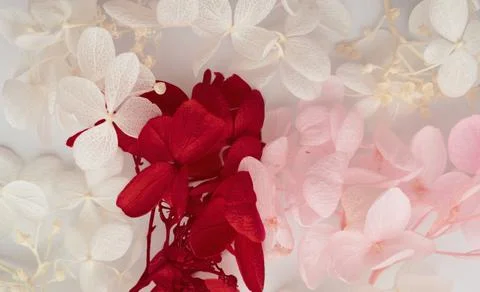Flowers composition. Pattern made of hydrangea flowers different colors on wh Stock Photos
