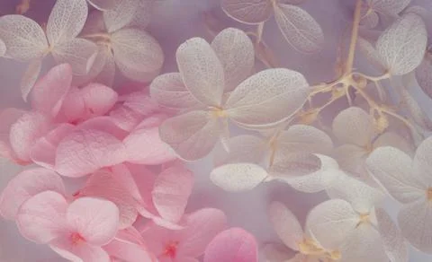 Flowers composition. Pattern made of hydrangea flowers different colors on wh Foto stock