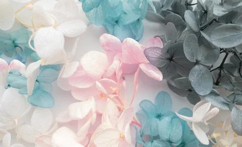 Flowers composition. Pattern made of hydrangea flowers different colors on white Foto stock