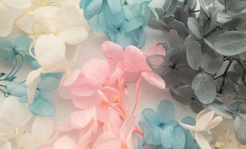 Flowers composition. Pattern made of hydrangea flowers different colors on white Foto stock