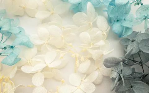 Flowers composition. Pattern made of hydrangea flowers different colors on white Foto stock