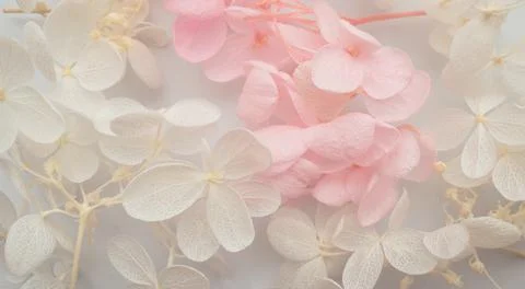 Flowers composition. Pattern made of hydrangea flowers different colors on white Stock Photos