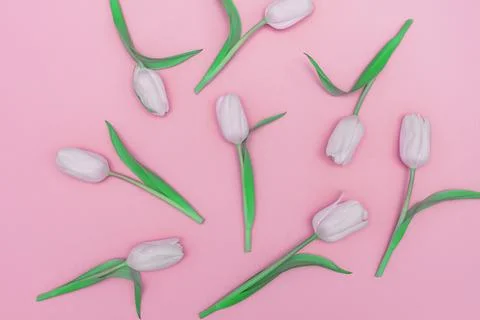 Flowers composition. Pattern made of tulip flowers on pink background. Flat.. Stock Photos