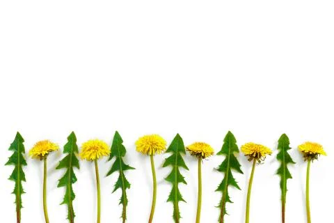 Flowers composition. Pattern made of yellow dandelions with leaves on white i Stock Photos