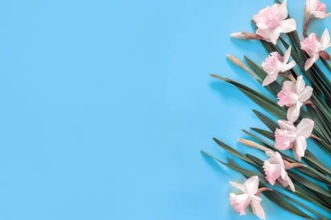 Flowers composition. Pattern made of yellow narcissus with leaves on blue pap Foto stock