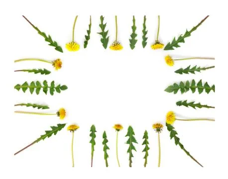 Flowers composition. Pattern made of yellow dandelions with leaves on white i 스톡 사진