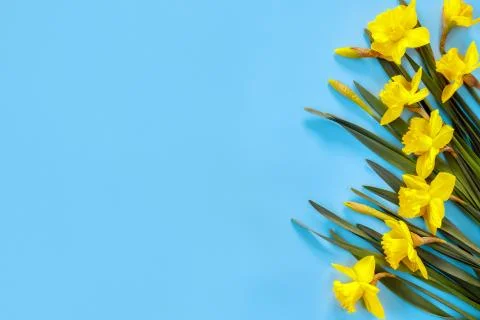 Flowers composition. Pattern made of yellow narcissus with leaves on blue pap 写真素材