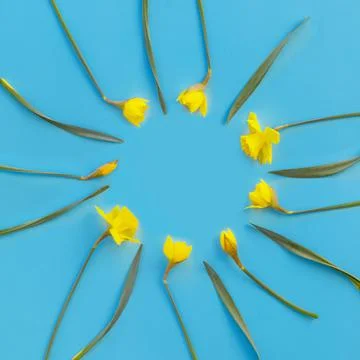 Flowers composition. Pattern made of yellow narcissus with leaves on blue pap Stock Photos