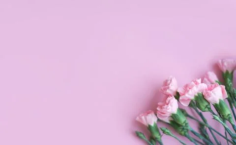Flowers composition. Pink flowers on soft pink background. Spring, summer Stock Photos