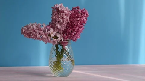 Flowers composition with Pink hyacinth Stock Footage 142281008