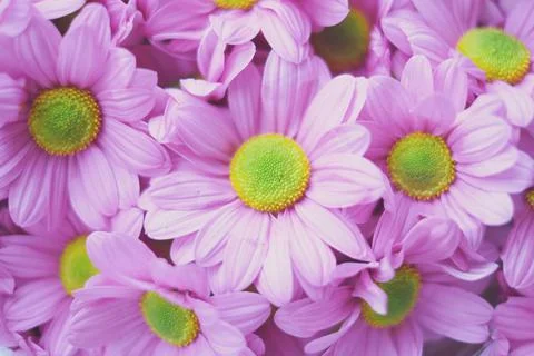 Flowers composition from pink hydrangea flowers. Spring, summer template for Stock Photos