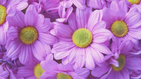 Flowers composition from pink hydrangea flowers. Spring, summer template for Stock Photos