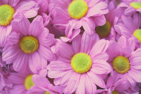 Flowers composition from pink hydrangea flowers. Spring, summer template for Stock Photos