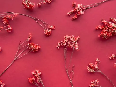 Flowers composition. Red flowers on red background. Spring, summer concept. F Stock Photos