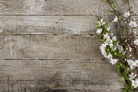 Flowers composition, rustic wooden table with branches of spring cherry bloss Illustrazione stock