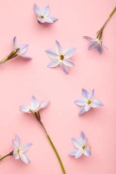 Flowers composition. Spring blue flowers on pink background. Vertical photo Stock Photos