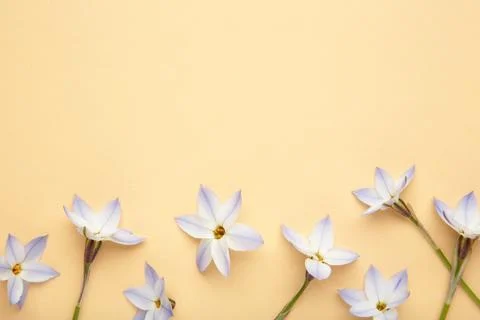 Flowers composition. Spring blue flowers on beige background. Stock Photos