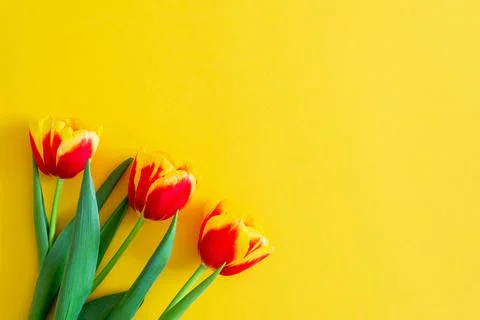 Flowers composition. Springtime red tulip flowers on yellow background with copy Stock Photos