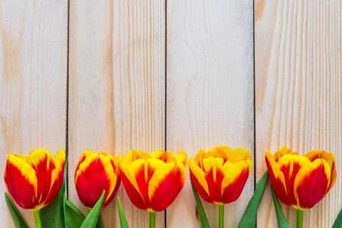 Flowers composition. Springtime red tulip flowers on wooden background with copy Stock Photos