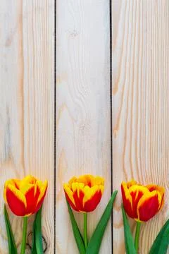 Flowers composition. Springtime red tulip flowers on wooden background with copy Stock Photos