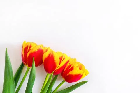 Flowers composition. Springtime red tulip flowers on white background with copy Stock Photos