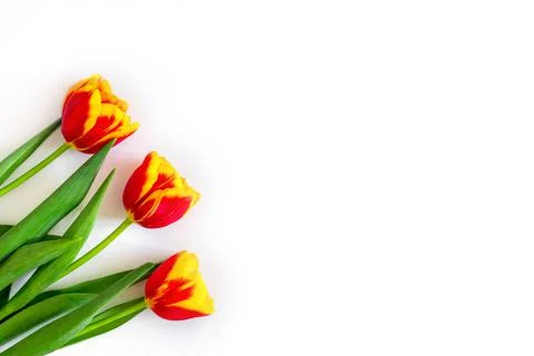 Flowers composition. Springtime red tulip flowers on white background with copy Stock Photos