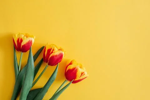 Flowers composition. Springtime red tulip flowers on yellow background with copy Foto stock