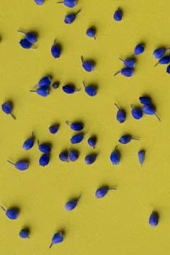 Flowers composition on yellow background Stock Photos