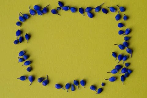 Flowers composition on yellow background Stock Photos