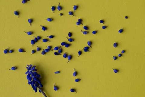 Flowers composition on yellow background Stock Photos