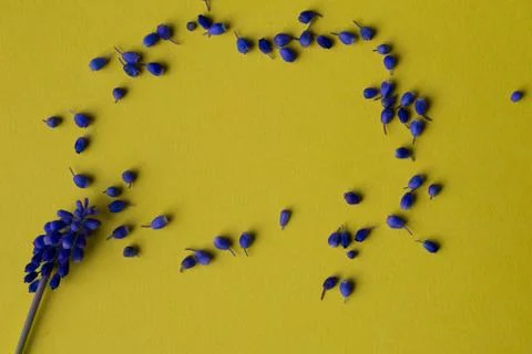 Flowers composition on yellow background Stock Photos