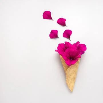 Flowers in cone. Stock Photos
