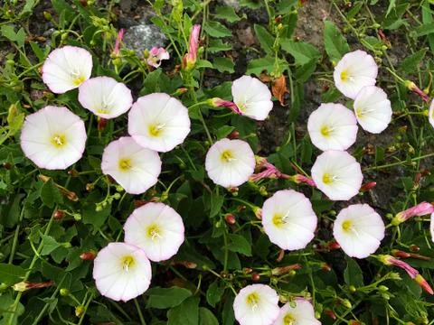 Flowers of Convolvulus White Stock Photos