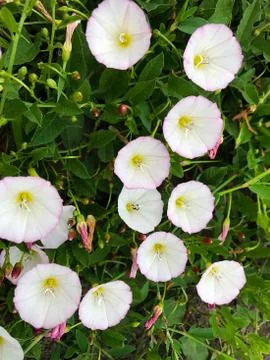Flowers of Convolvulus White Foto stock