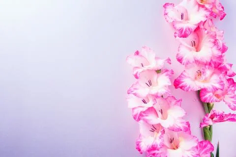 Flowers copy space. Stock Photos