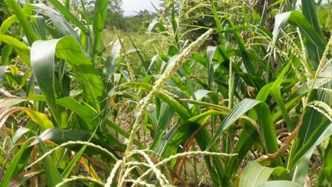 Flowers from corn stalks that are starting Stock Footage 294286427