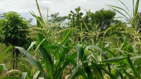 Flowers from corn stalks that are starting Stock Footage 294286618