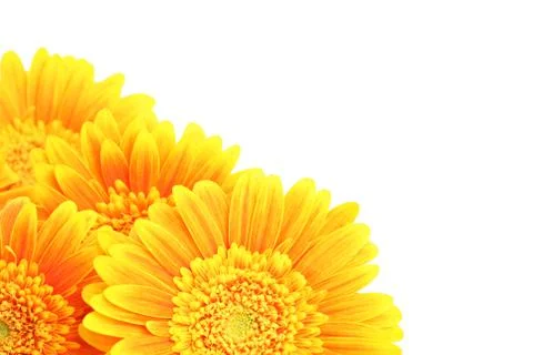 Flowers corner isolated Stock-Fotos