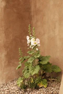 Flowers in the Corner Foto stock