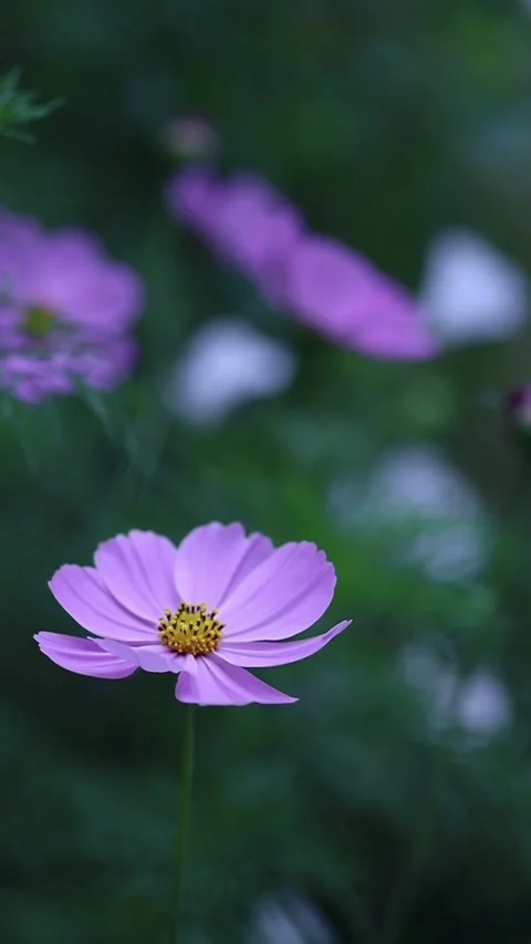 The flowers of cosmea are close Stock Footage 211341801