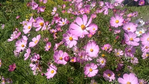 Flowers cosmea in the wind Stock Footage 118163391