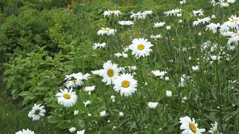 Flowers in the country Stock Footage 101346722