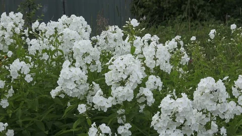 Flowers in the country Stock Footage 101346765