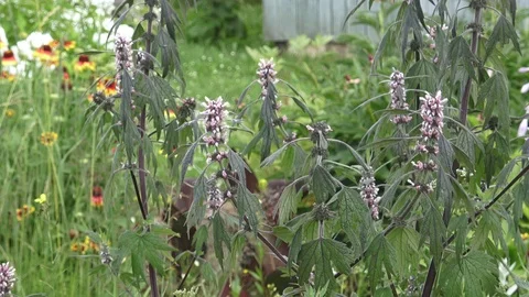Flowers in the country Stock Footage 101346837