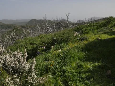 Flowers on countryside Stock Photos