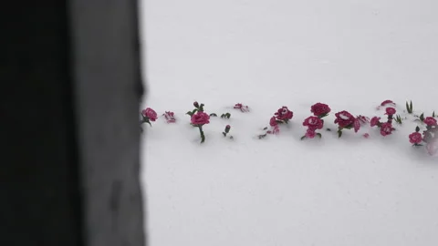 Flowers Covered In Snow Stock Footage 132039836