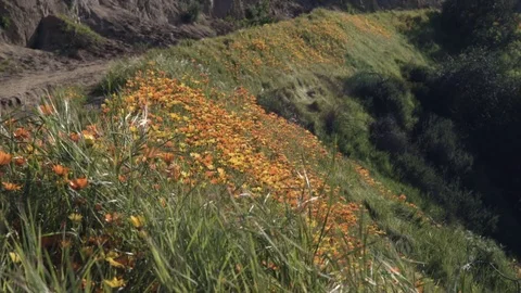 Flowers Covering a Hillside Stock-Footage 75767398